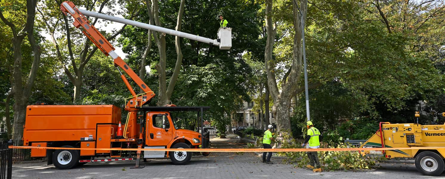 Tree removal project Charlotte residential