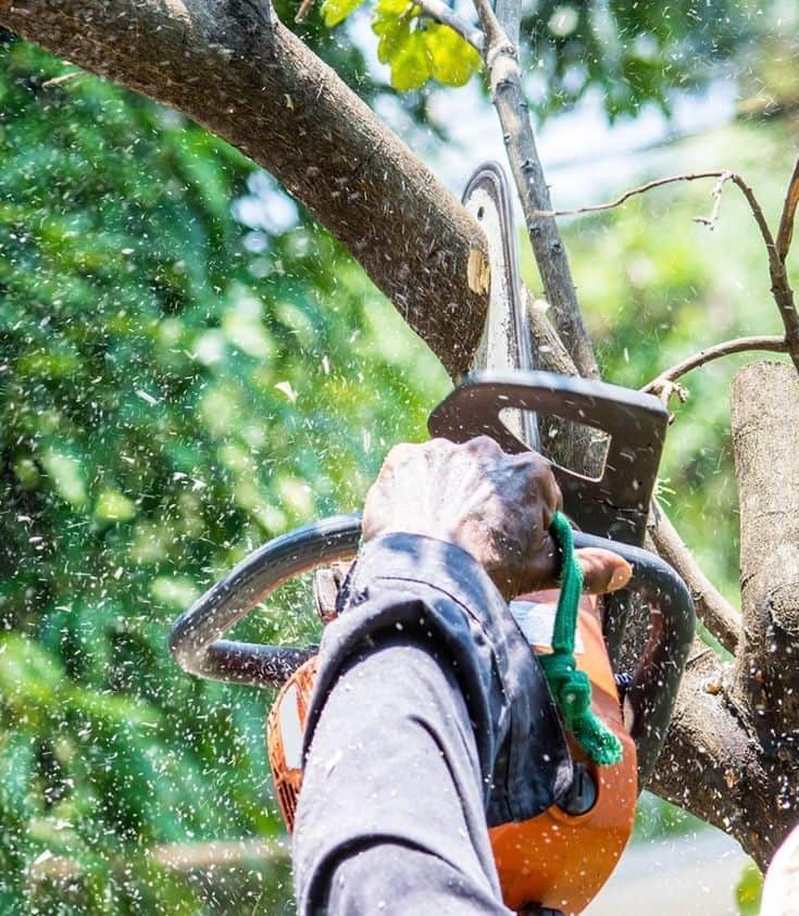 BNC Tree Service crew on site Charlotte
