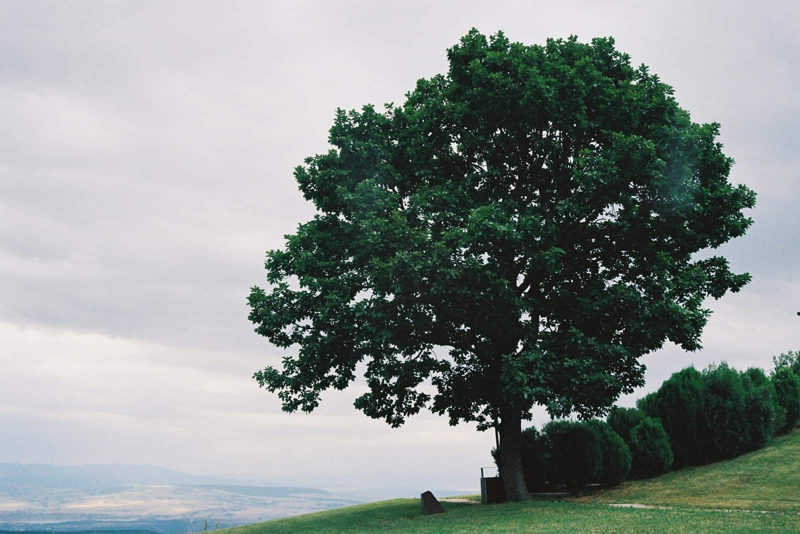 Tree Health